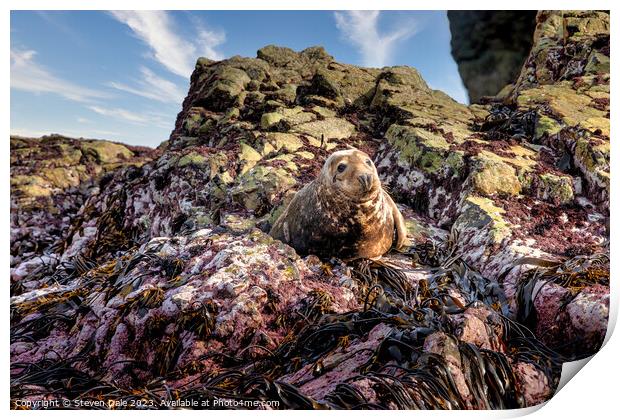 Grey Seal on rocks, Ramsey Island, Wales Print by Steven Dale