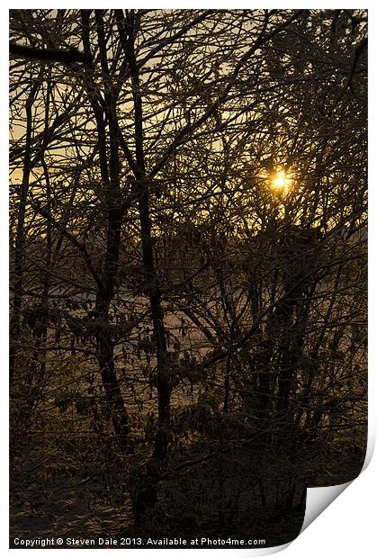 Winter's Radiance Among the Trees Print by Steven Dale