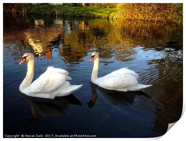 Two swans a swimming Print by Steven Dale