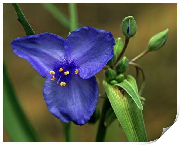 Blue Wild Flower Colorado Print by Janet Mann