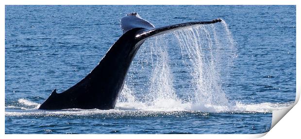 Humpback Whale Tail Print by Janet Mann