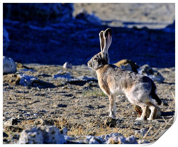 Jack Rabbit on the Prowl Print by Janet Mann