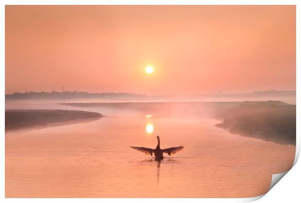 Swan at Sunrise on the River Darent Print by Adrian Campfield