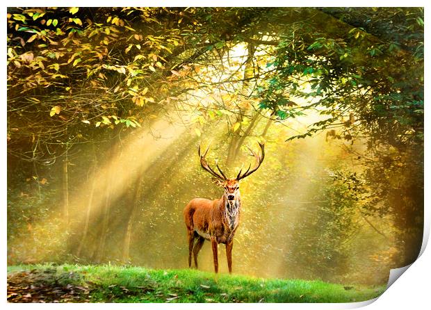 Red Deer Stag Print by Adrian Campfield