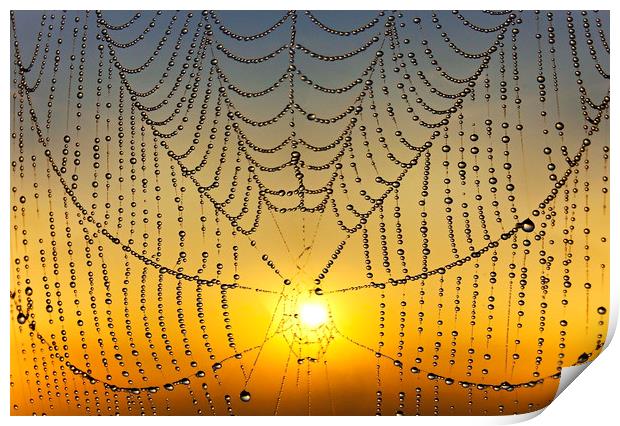 Sunrise Through the Web Print by Adrian Campfield