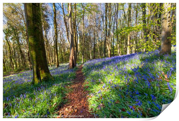 Bluebells at Bluebell Woods - Crickhowell Print by Karl McCarthy