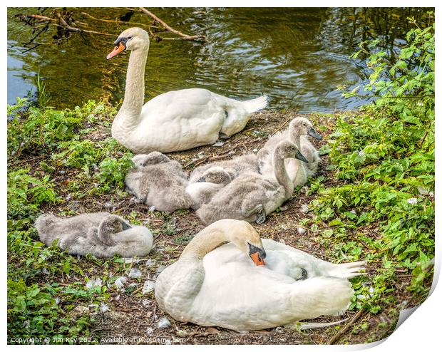 Swan Family    Print by Jim Key