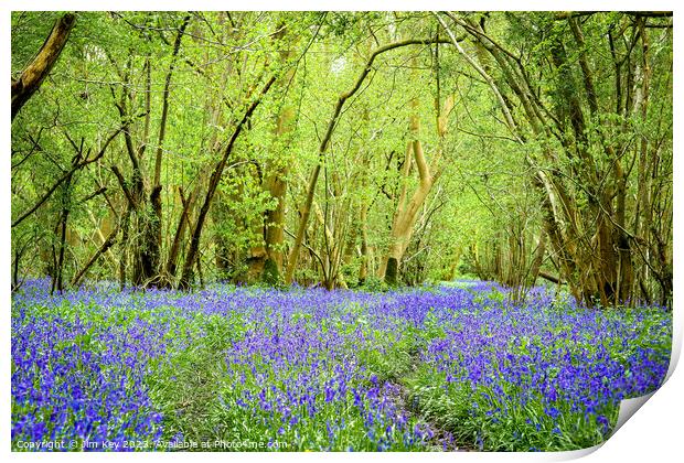 English Bluebell Wood  Foxley Wood Norfolk  Print by Jim Key