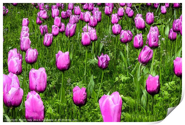 Pink Tulips  Digital Art Print by Jim Key