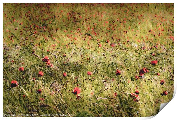 Red Poppies in the Wind  Print by Jim Key