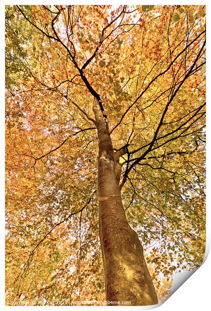 Beech Canopy Autumn Colour  Print by Jim Key