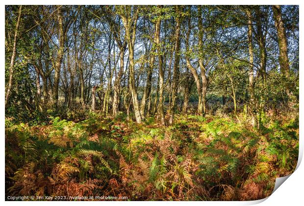 Autumn Ferns in the Woods Print by Jim Key