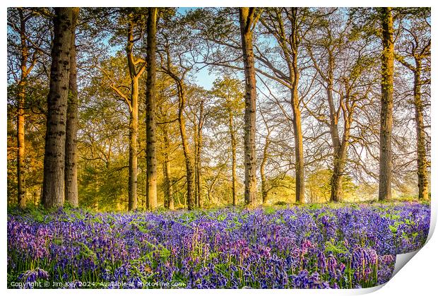 Sunrise in the Bluebell Wood  Print by Jim Key