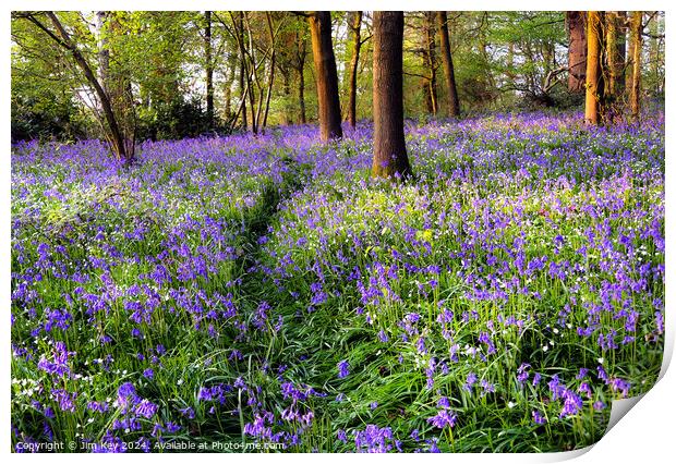 A Walk in the Bluebells  Print by Jim Key