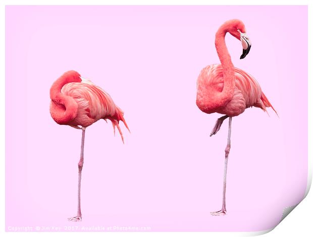 Flamingos on Pink Print by Jim Key
