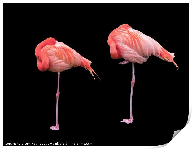 Flamingos on Black Print by Jim Key