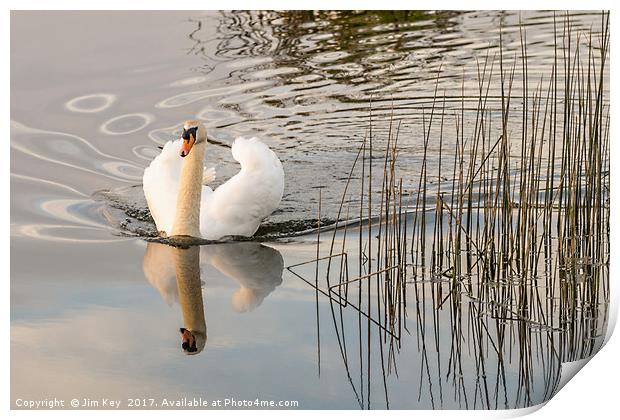 White Swan  Reflection Print by Jim Key