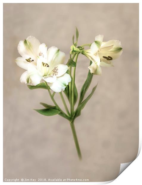 White Lily Print by Jim Key