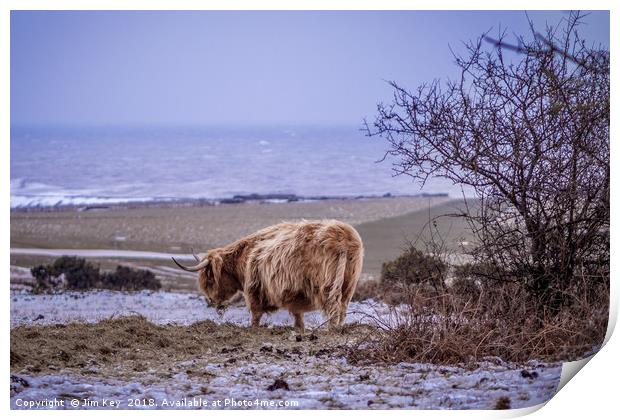 Highland Cow  Snow Print by Jim Key