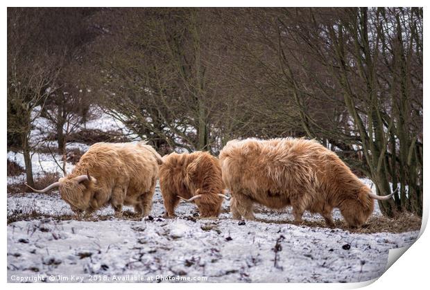 Highland Cows Snow Print by Jim Key