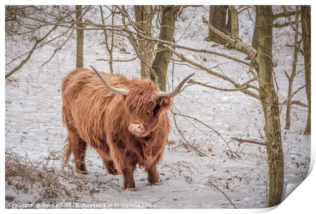Highland Cow - Snow Scene Print by Jim Key