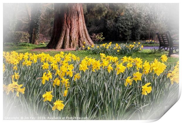 Daffodils and a Park Bench Print by Jim Key