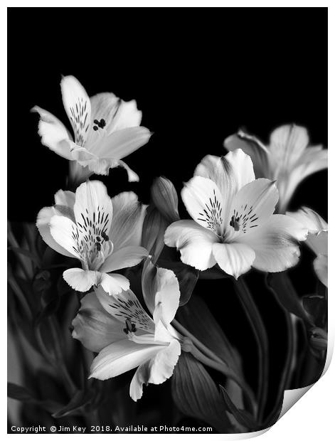 White Lily Black and White  Print by Jim Key