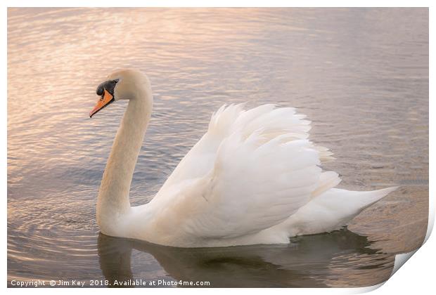 White Swan at Sunset   Print by Jim Key