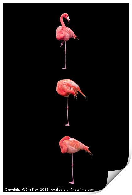 Flamingos on Black (Portrait) Print by Jim Key