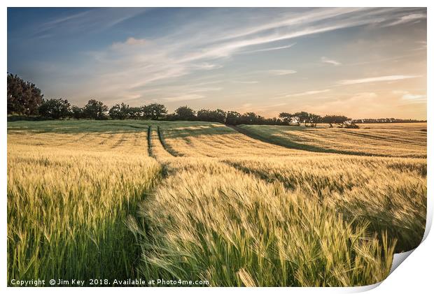 Field of Barley Kelling Norfolk Print by Jim Key