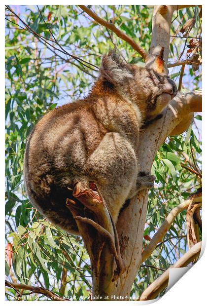 Koala Bear Kennet River Australia Print by Jim Key