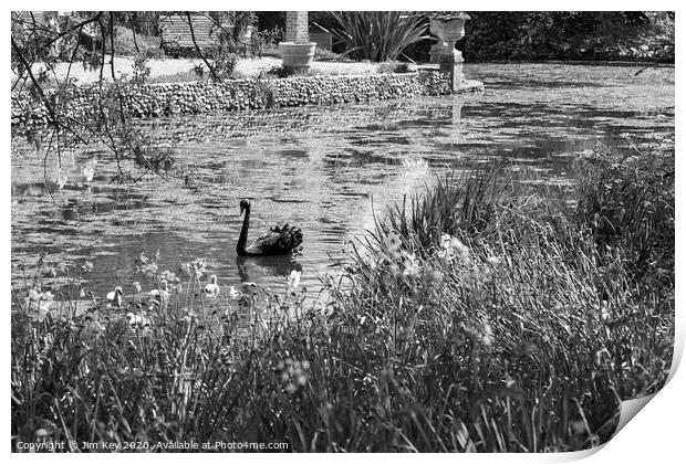 Black Swan B & W Print by Jim Key