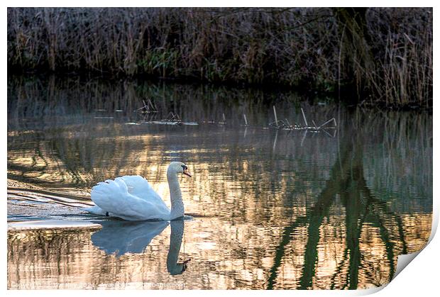 White Swan at Sunrise   Print by Jim Key