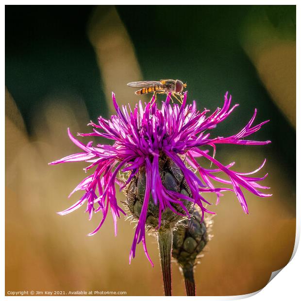 Hoverfly on a Purple Thistle Close Up Print by Jim Key