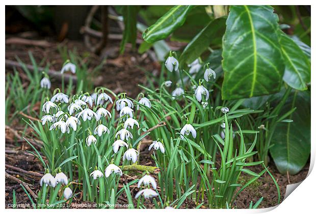 Snowdrops in a Woodland Print by Jim Key