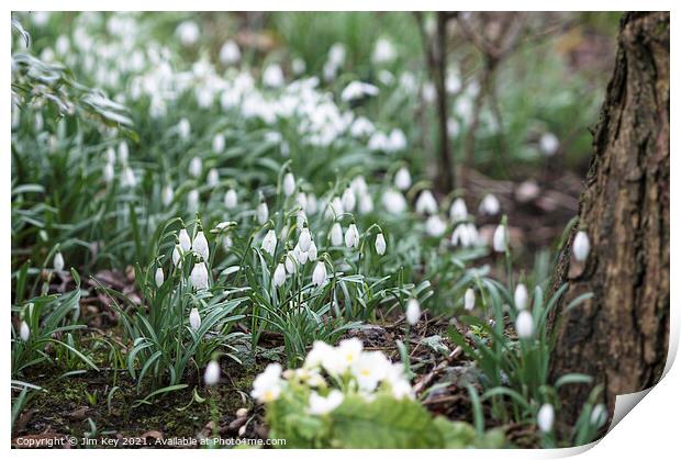 Snowdrops in a Woodland  Print by Jim Key