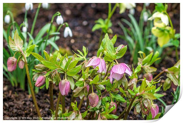Snowdrops and Hellebores Close Up Print by Jim Key