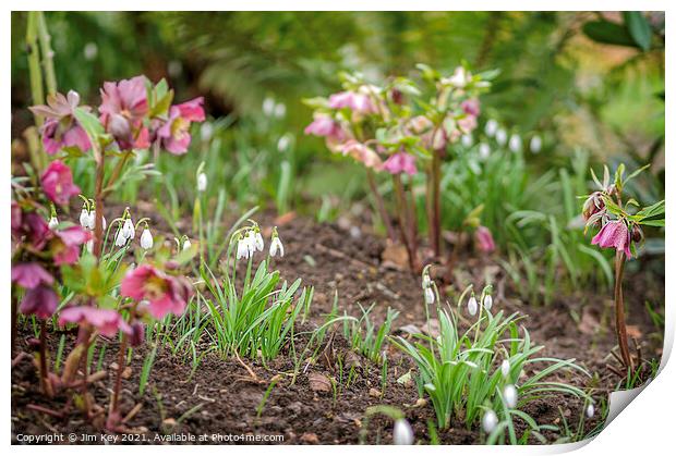 Hellebores and Snowdrops Close Up Print by Jim Key