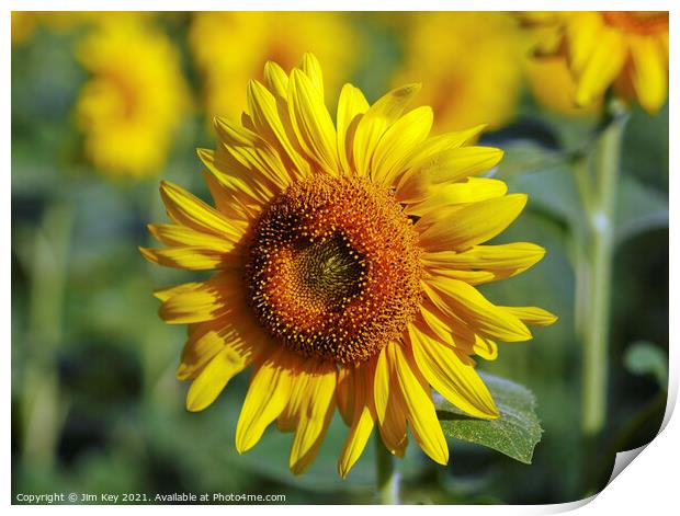 Yellow Sunflower Close Up Print by Jim Key