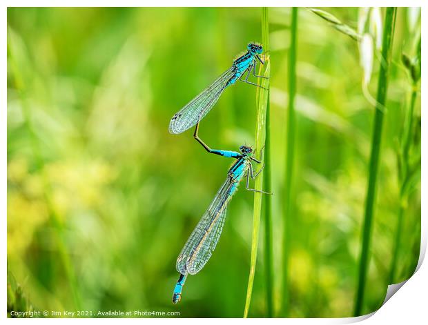 Damselflies Common Blue Macro Print by Jim Key