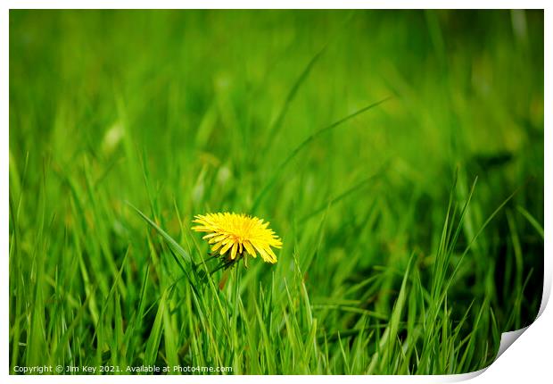 Close up Yellow Dandelion Green Field Print by Jim Key