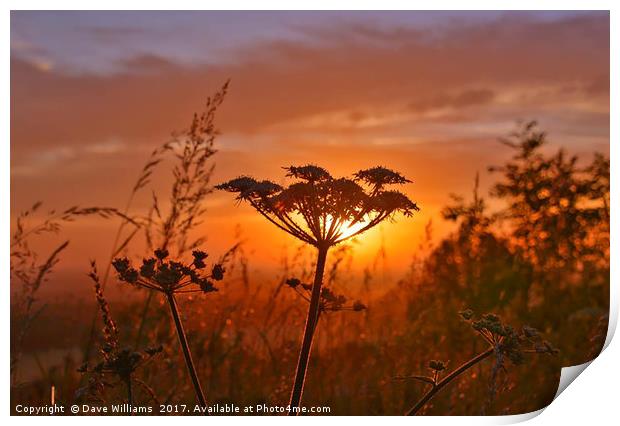 Giant Hogweed at Dawn Print by Dave Williams
