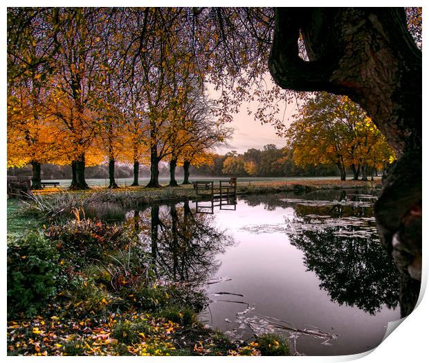 Dawn at Yateley Green Pond Print by Dave Williams