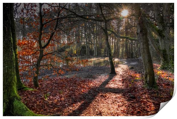 Nature reserve Sun Rays in Bracknell Forest Print by Dave Williams