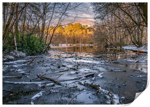 Wood Frozen in the Lake at sunrise Print by Dave Williams