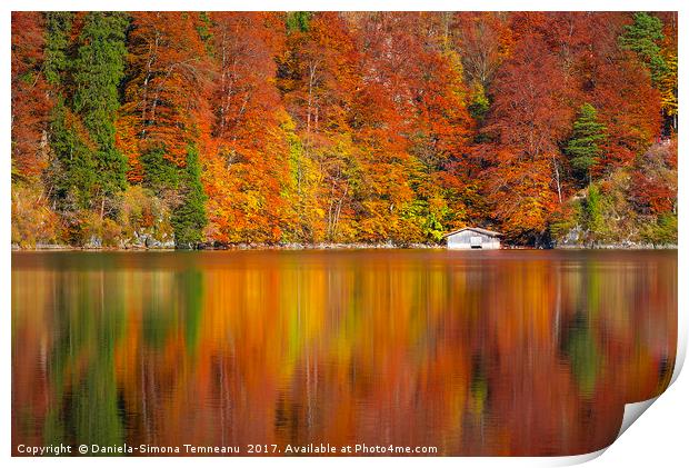 Autumn forest reflected in the Alpsee lake  Print by Daniela Simona Temneanu
