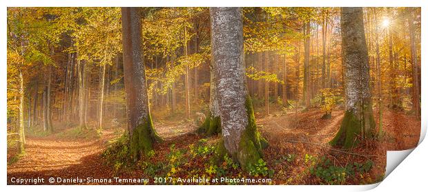 Sunshine through autumn forest Print by Daniela Simona Temneanu
