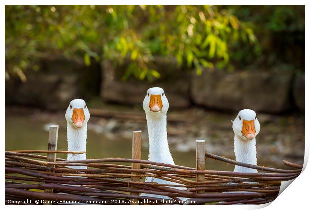 Three funny white geese Print by Daniela Simona Temneanu