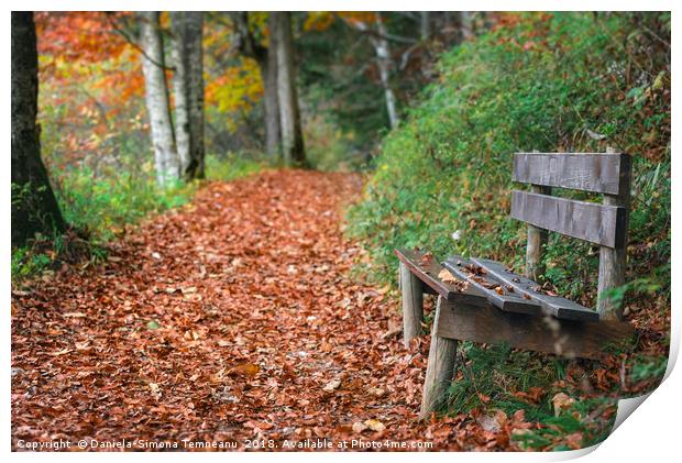 Wooden bench on forest alley with autumn leaves Print by Daniela Simona Temneanu