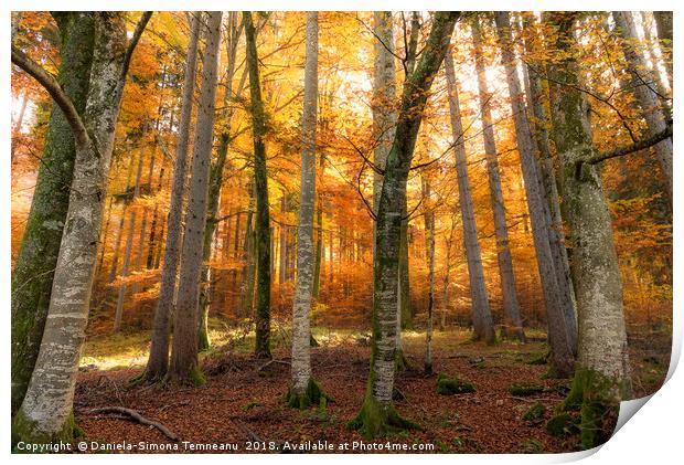 Autumn forest with sun and shadows Print by Daniela Simona Temneanu